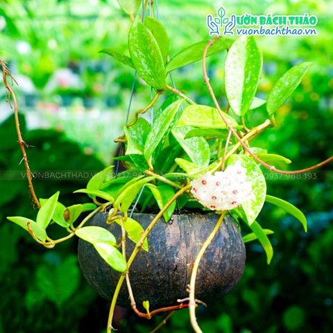 Cây Lan Cẩm Cù Chậu Treo