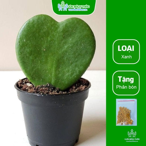 Cây Lan Cẩm Cù Lá Tim