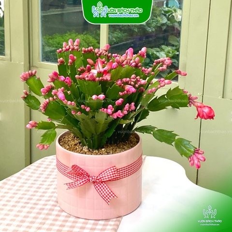 Cây Tiểu Quỳnh Để Bàn