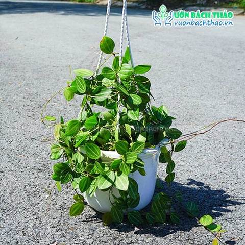 Cây Lan Đồng Tiền Chậu Treo