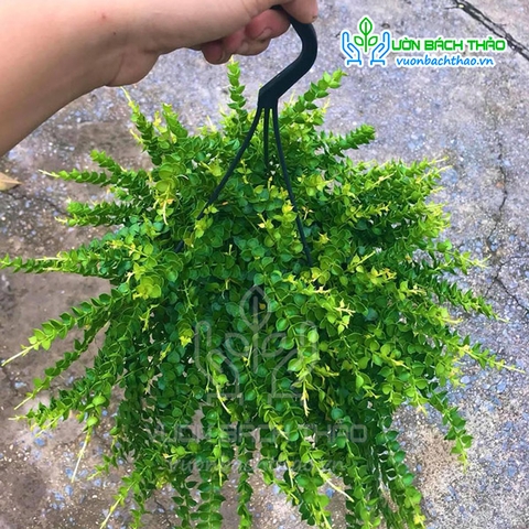 Cây Lan Tim Chậu Treo