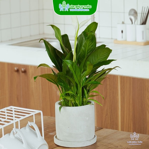 Cây Lan Ý Để Bàn