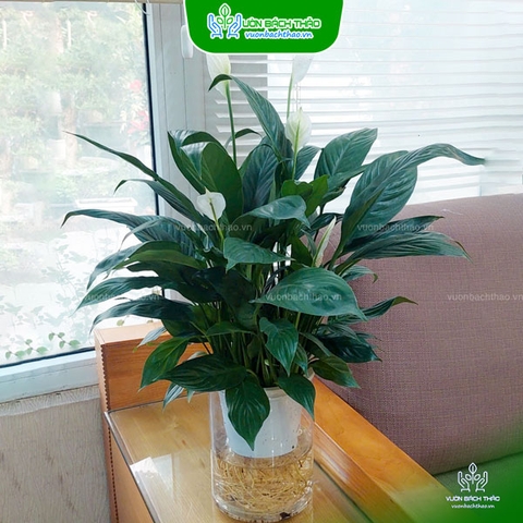 Cây Lan Ý Trong Nước (Thủy Sinh)