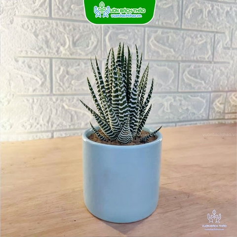 Cây Móng Rồng Mini Để Bàn