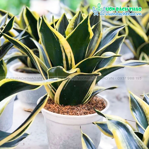 Cây Lưỡi Hổ Búp Sen