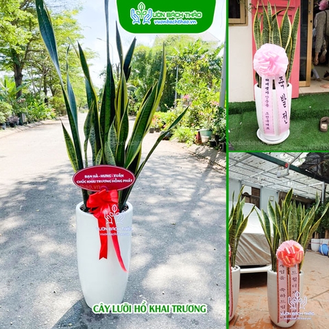Chậu Cây Lưỡi Hổ Tặng Khai Trương, Tân Gia