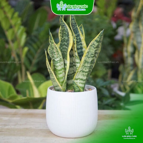 Cây Lưỡi Hổ Thái Để Bàn