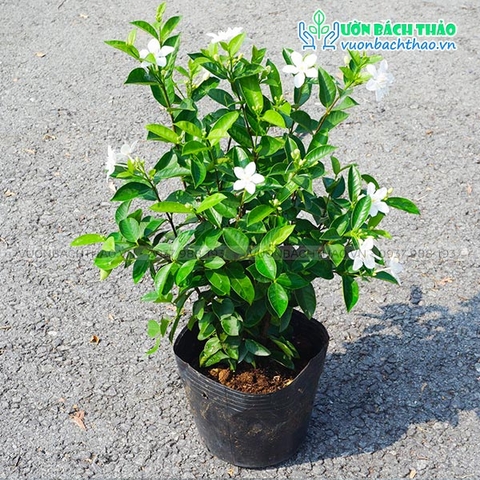 Cây Mai Chỉ Thiên