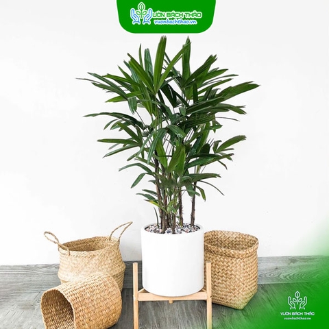 Cây Trúc Mây Chậu Đứng