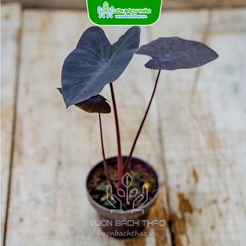 Cây Môn Đen - Colocasia Black Magic