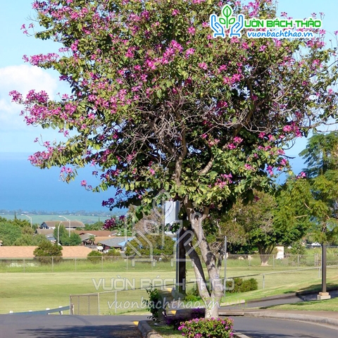 Cây Móng Bò Tím Trồng Công Trình