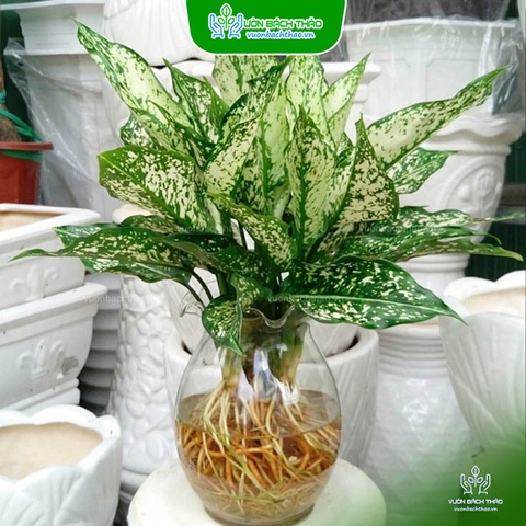 Cây Ngọc Ngân Thủy Sinh