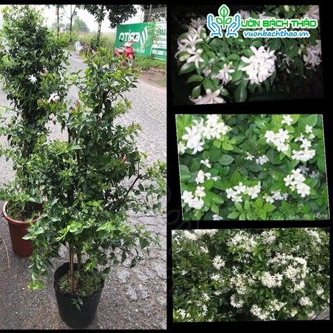 Cây Nguyệt Quế Leo