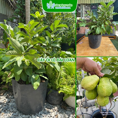 Cây Ổi Lê Đài Loan