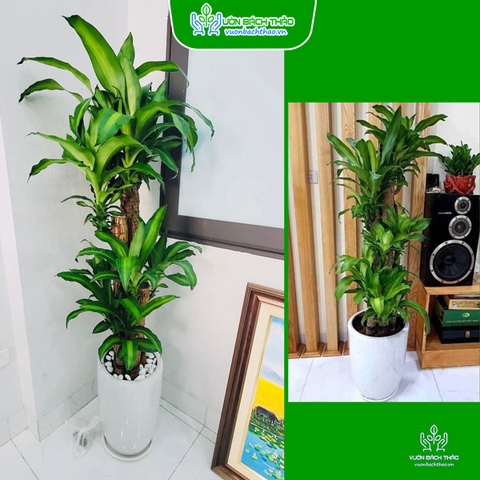 Chậu Cây Phát Tài Khúc