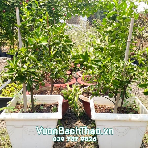 Cây Quất (Cây Tắc) Trồng Chậu