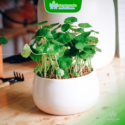 Cây Cỏ Đồng Tiền Để Bàn