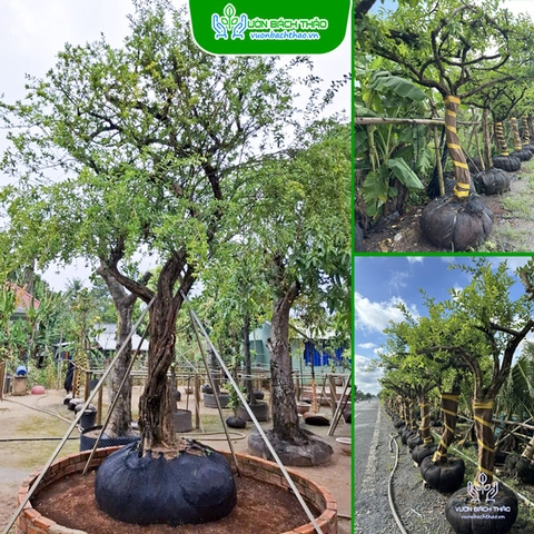 Cây Sơ Ri Trồng Công Trình