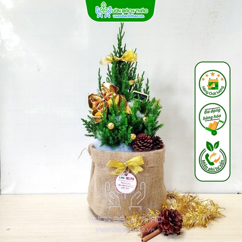 Cây Sơn Tùng Mini Trang Trí Noel