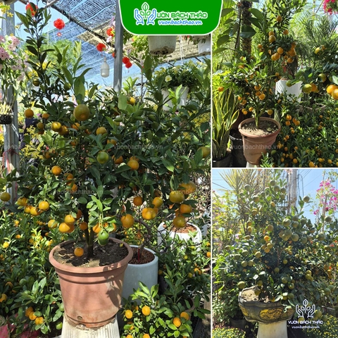 Cây Tắc Trưng Tết