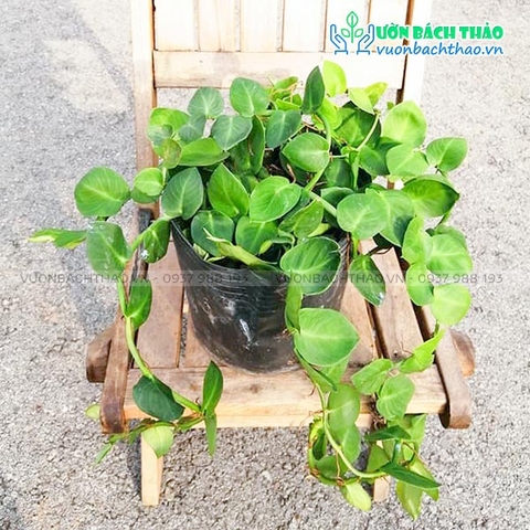 Cây Tắc Kè Thái