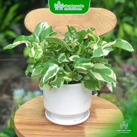 Cây Trầu Bà Cẩm Thạch Để Bàn