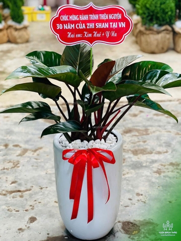 Cây Trầu Bà Đế Vương Tặng Khai Trương, Tân Gia, Khởi Công, Động Thổ