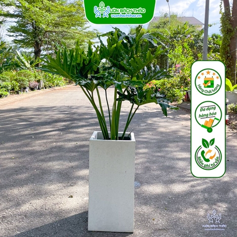 Cây Trầu Bà Thanh Xuân Để Sàn