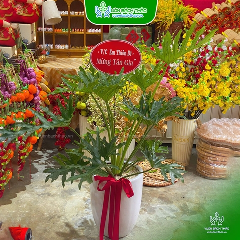 Cây Trầu Bà Thanh Xuân Tặng Khai Trương, Tân Gia, Khởi Công, Động Thổ