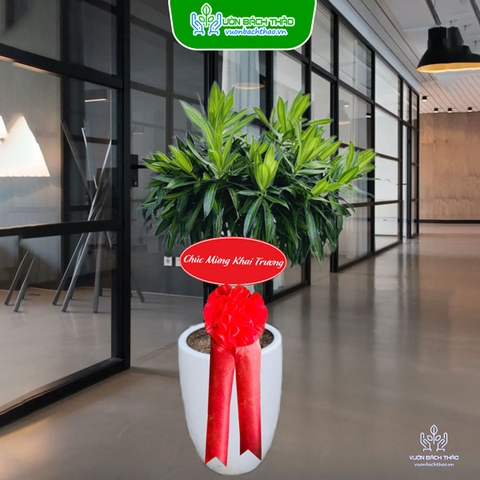 Cây Trúc Bách Hợp Tặng Khai Trương