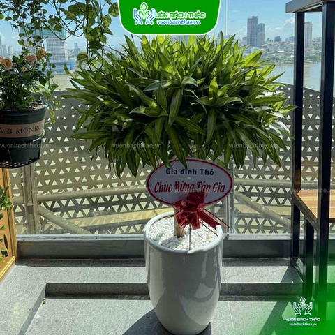 Cây Trúc Bách Hợp Tặng Khai Trương, Tân Gia, Khởi Công, Động Thổ