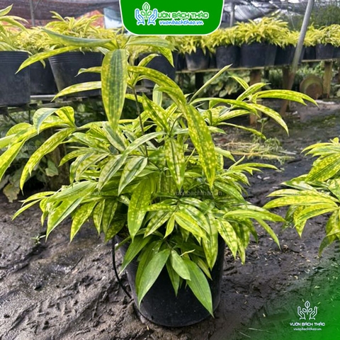 Cây Trúc Nhật Vàng