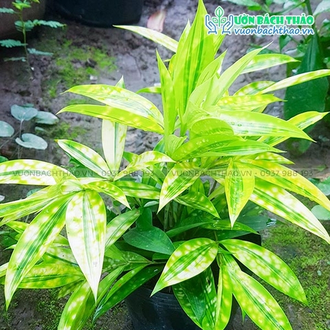 Cây Trúc Phú Quý