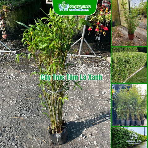 Cây Trúc Tăm Lá Xanh - Bambusa Multiplex Fernleaf