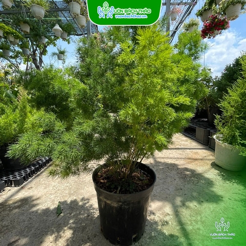 Cây Tùng Nho
