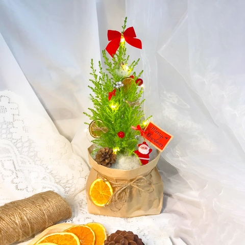 Cây Tùng Thơm Noel Mini