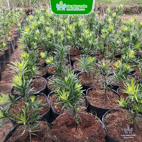 Cây Vạn Niên Tùng