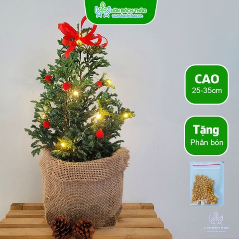 Cây Tuyết Tùng Trang Trí Giáng Sinh