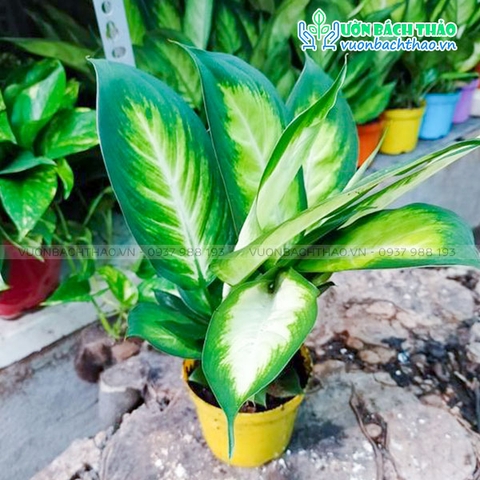 Cây Vạn Niên Thanh