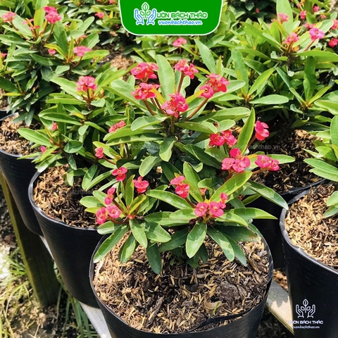 Cây Xương Rồng Bát Tiên