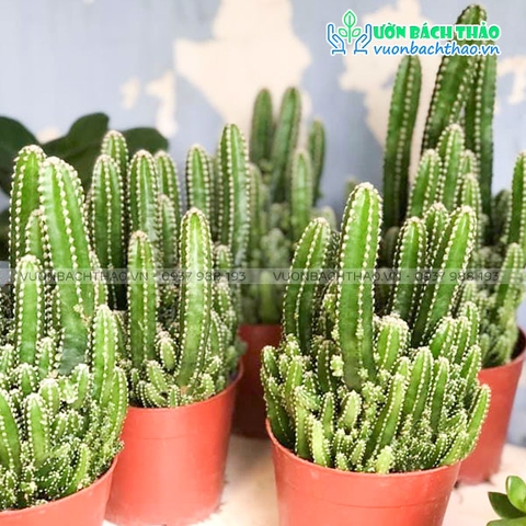 Cây Xương Rồng Thanh Sơn (Tháp Chàm)