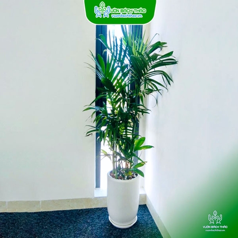 Chậu Cây Cau Hawaii Để Sàn