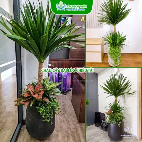 Cây Đại Lộc Chiêu Tài