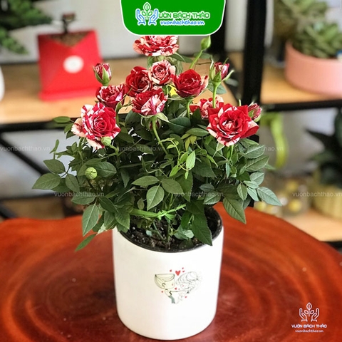 Cây Hoa Hồng Tỉ Muội Để Bàn