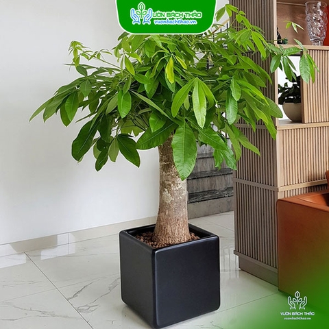 Cây Kim Ngân Nhất Trụ Chậu Đứng