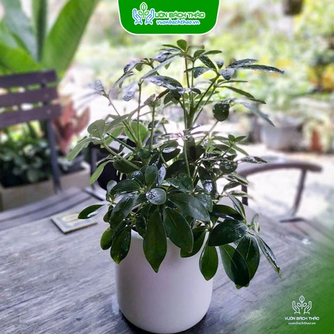 Cây Ngũ Gia Bì Để Bàn