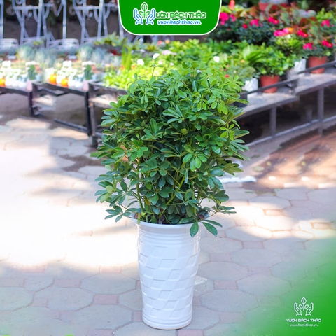 Chậu Cây Ngũ Gia Bì