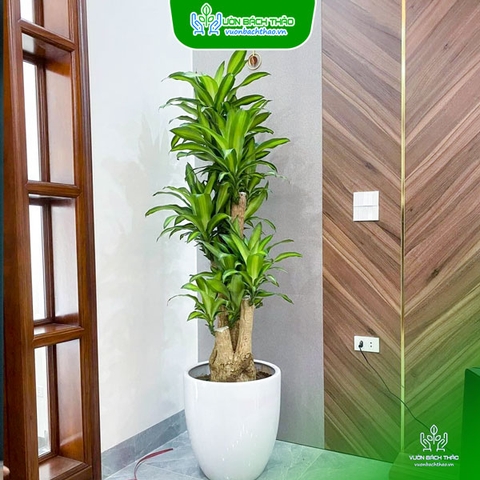 Chậu Cây Phát Tài Gốc