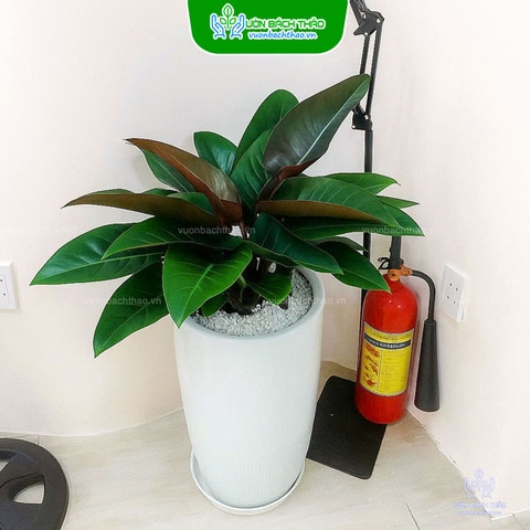 Chậu Cây Trầu Bà Đế Vương Đỏ