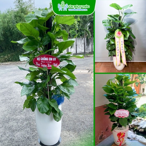 Cây Trầu Bà Leo Cột Tặng Khai Trương